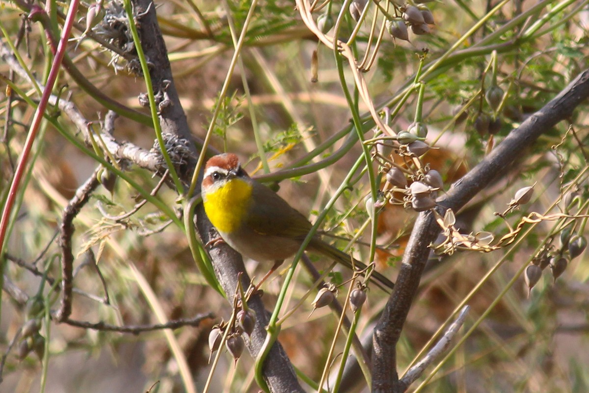 Rufous-capped Warbler - ML645033156