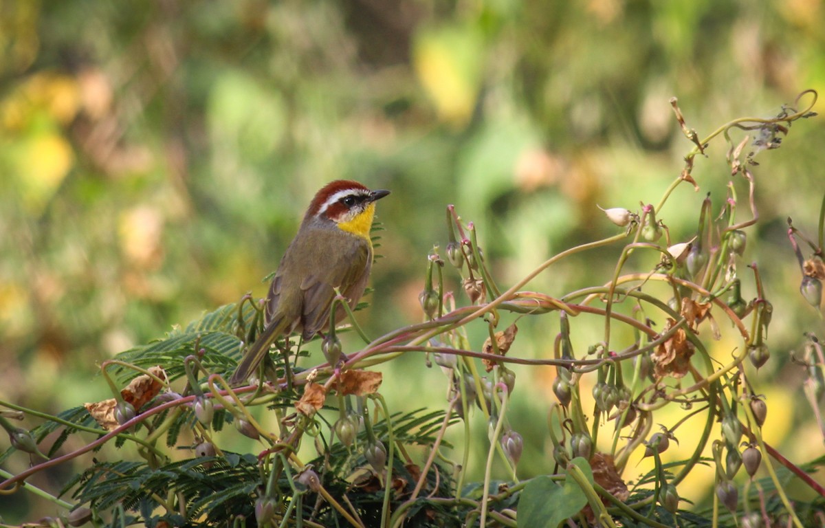 Rufous-capped Warbler - ML645033157