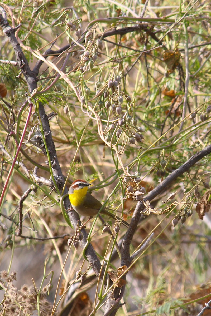 Rufous-capped Warbler - ML645033158