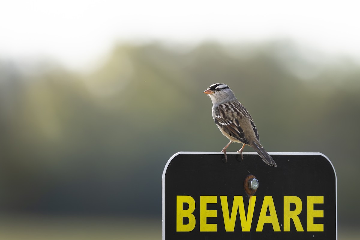 White-crowned Sparrow - ML645033170