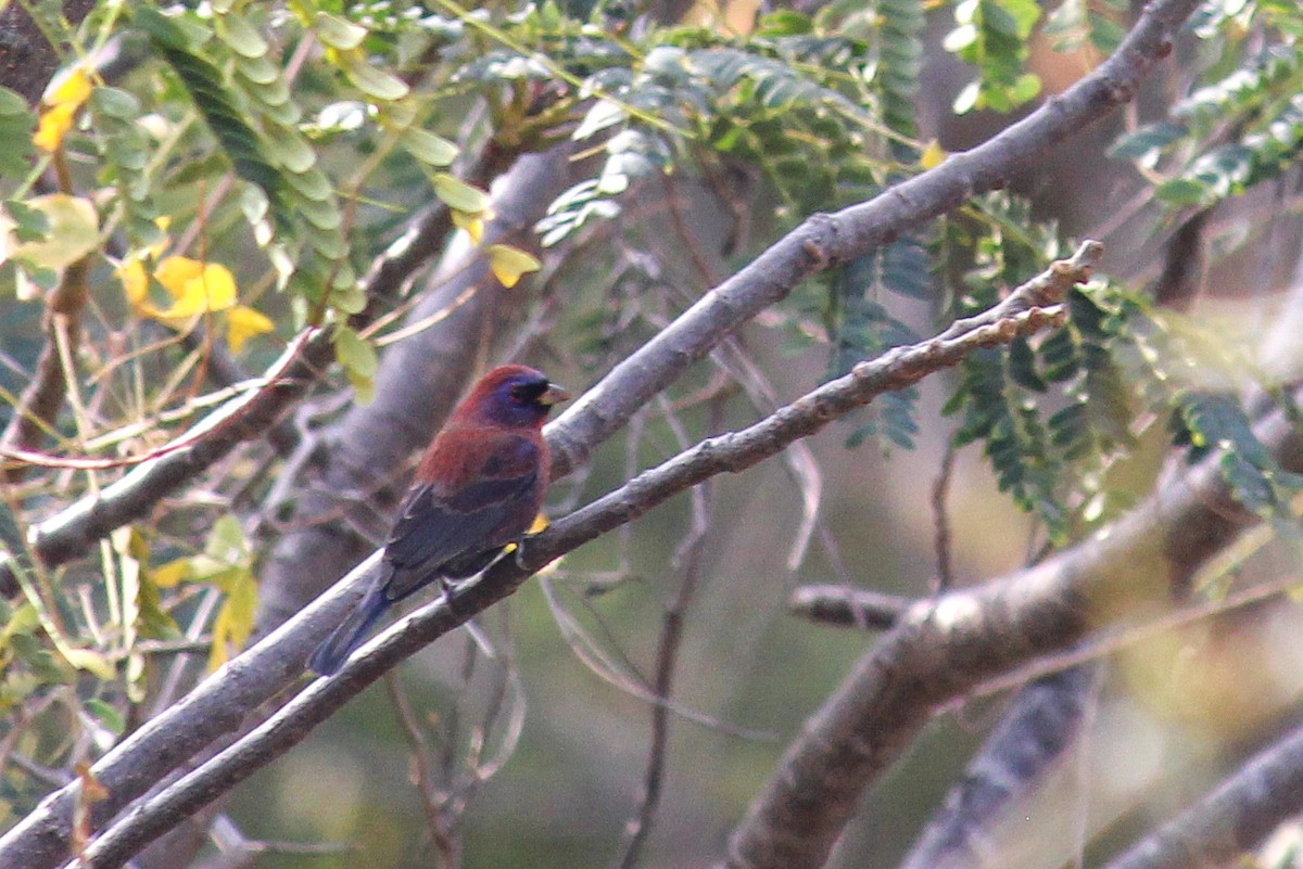 Varied Bunting - ML645033171