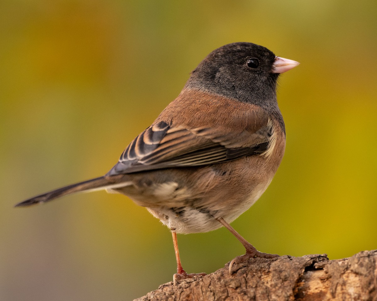 Dark-eyed Junco - ML645033178