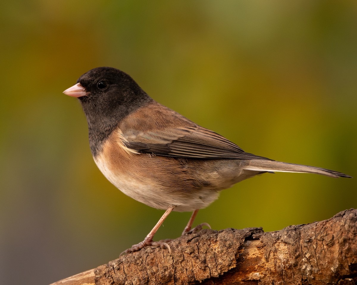 Dark-eyed Junco - ML645033179