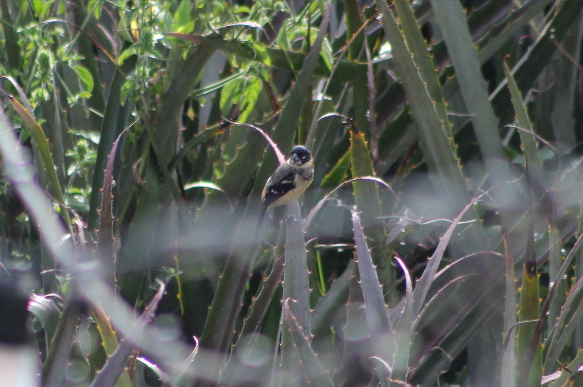 Morelet's Seedeater - ML645033183