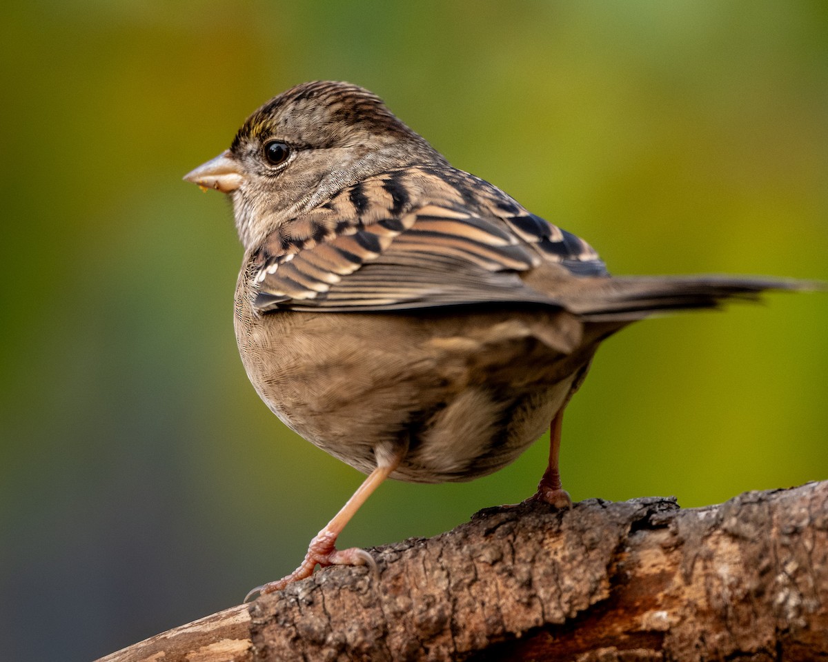Golden-crowned Sparrow - ML645033185