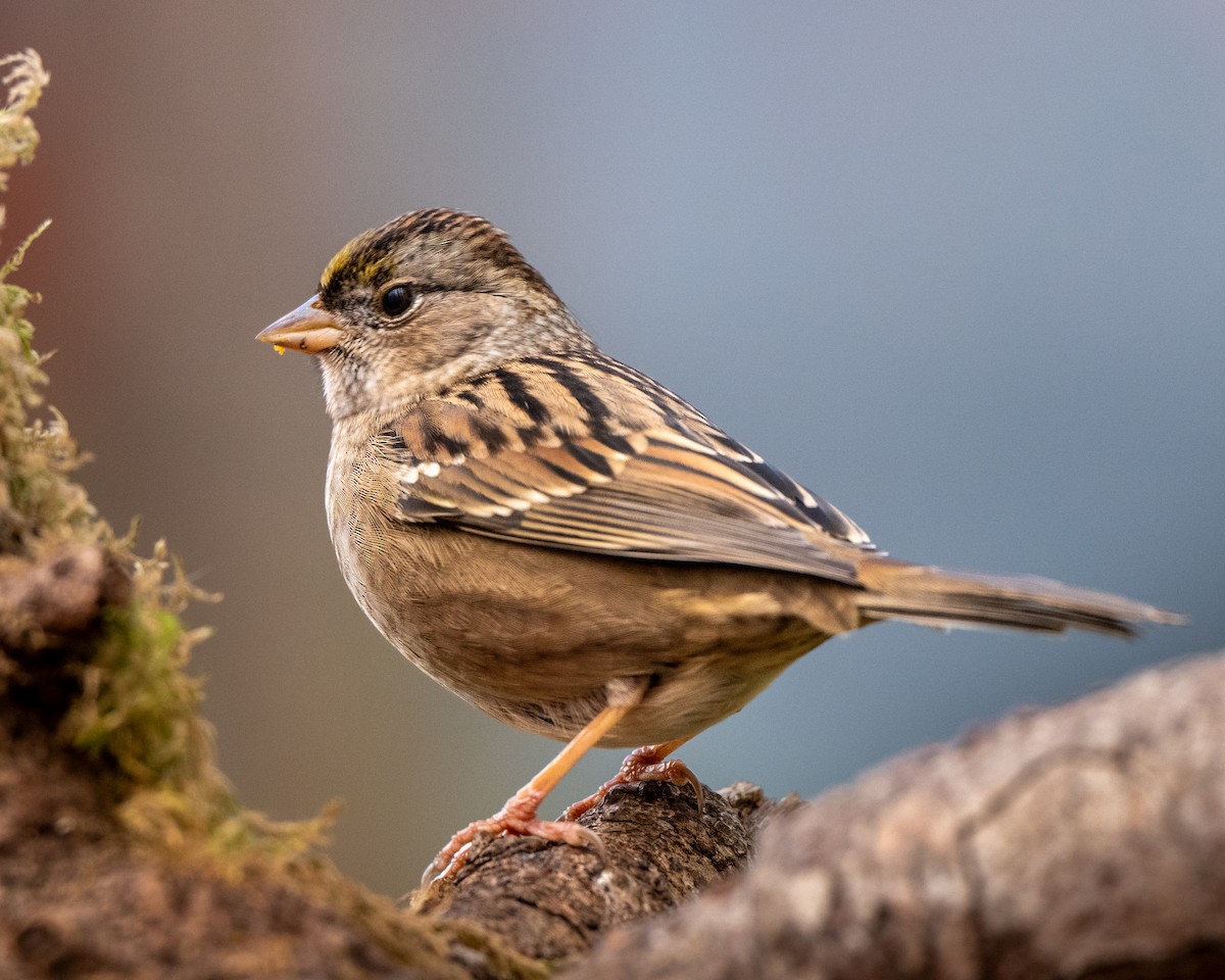 Golden-crowned Sparrow - ML645033186