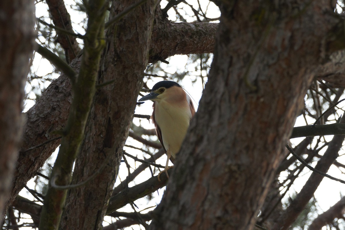 Nankeen Night Heron - ML645033188