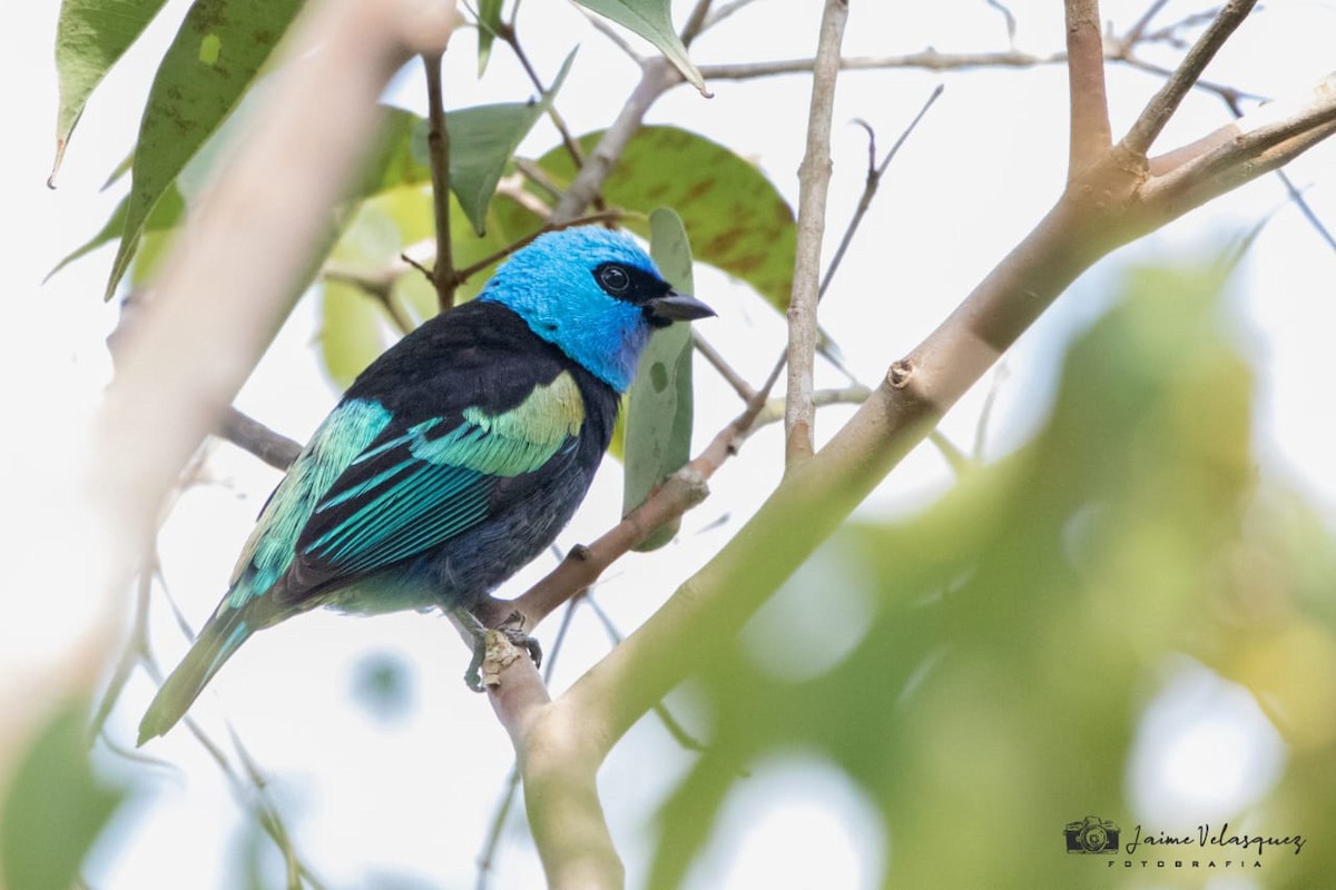 Blue-necked Tanager - ML645033191