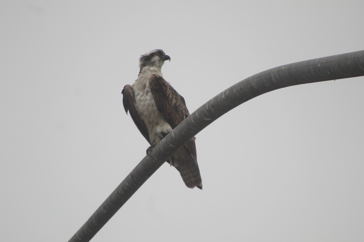 Osprey - ML645033208