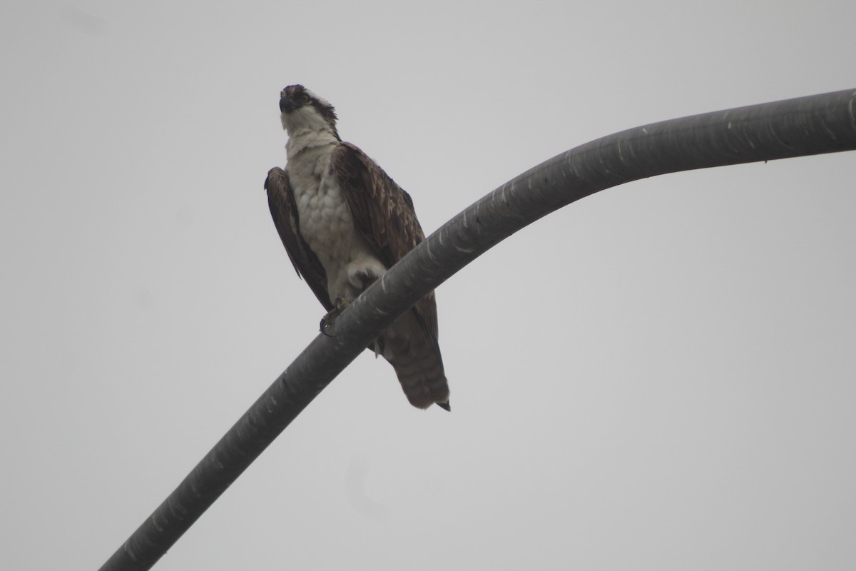 Osprey - ML645033209