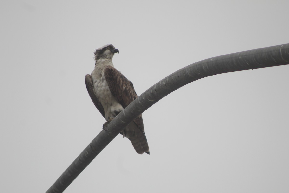 Osprey - ML645033210