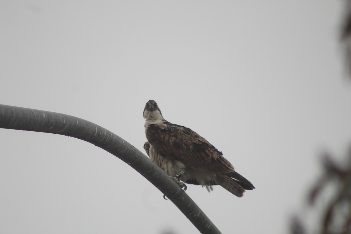 Osprey - ML645033211