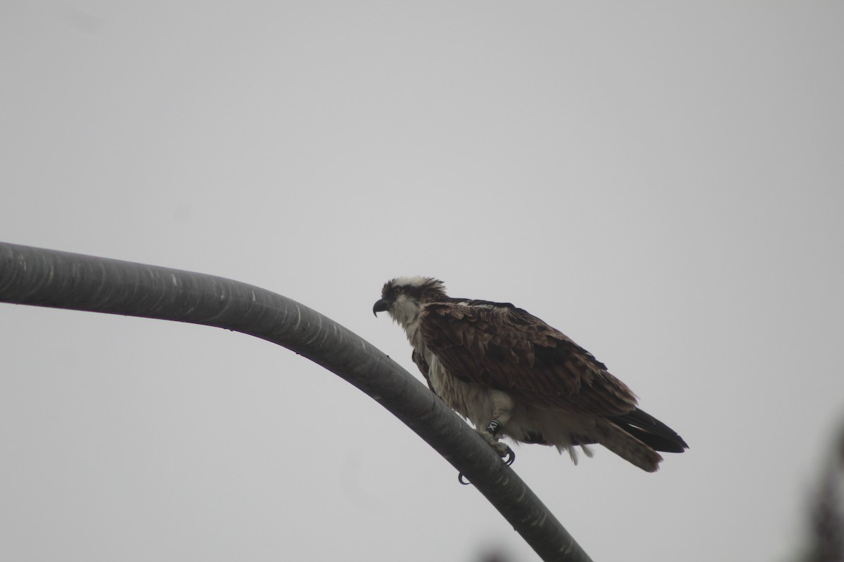 Osprey - ML645033212