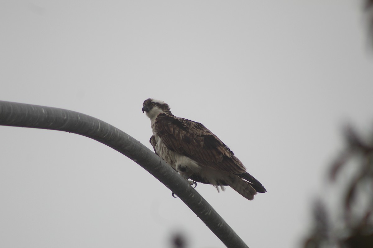 Osprey - ML645033213