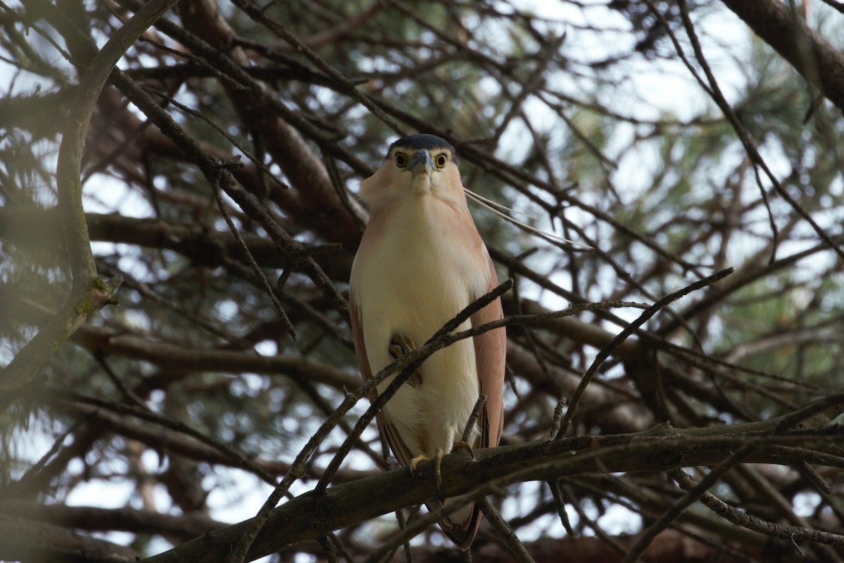 Nankeen Night Heron - ML645033215
