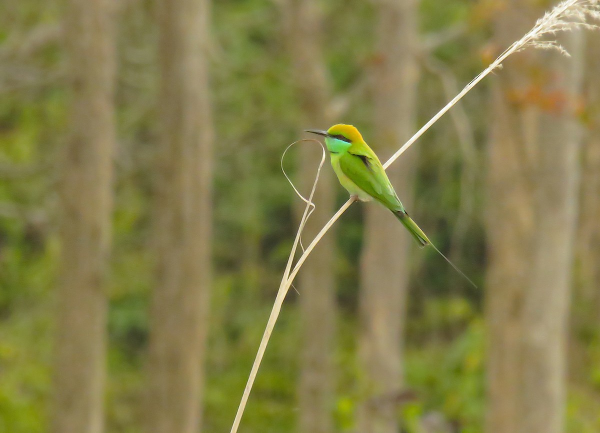Abejaruco Esmeralda Oriental - ML645033229