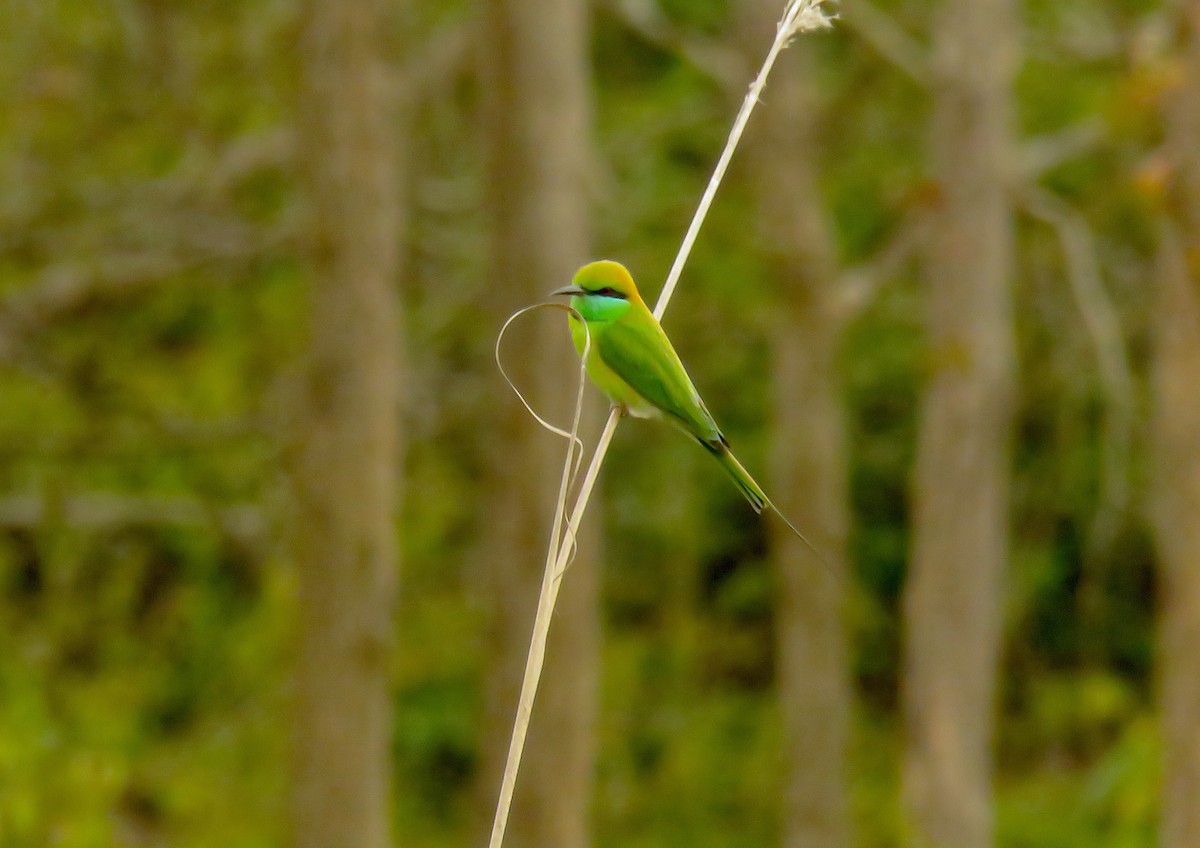 Abejaruco Esmeralda Oriental - ML645033233