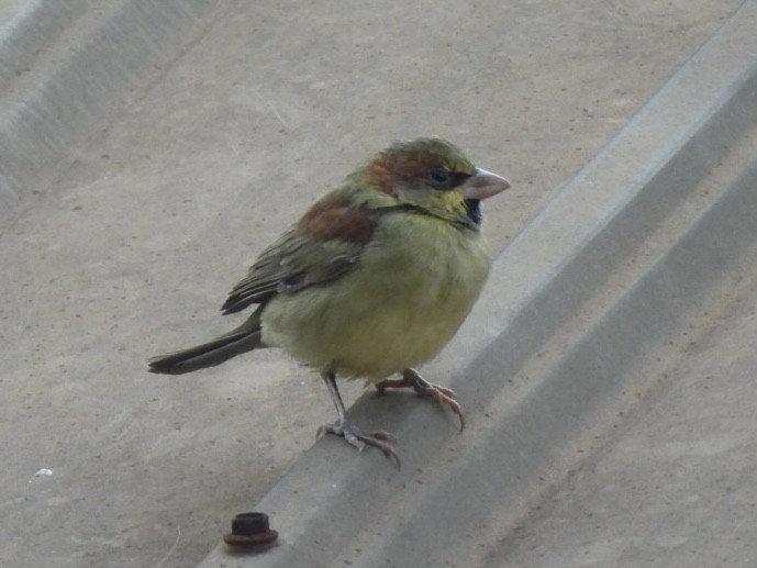 セアカスズメ - ML645033239