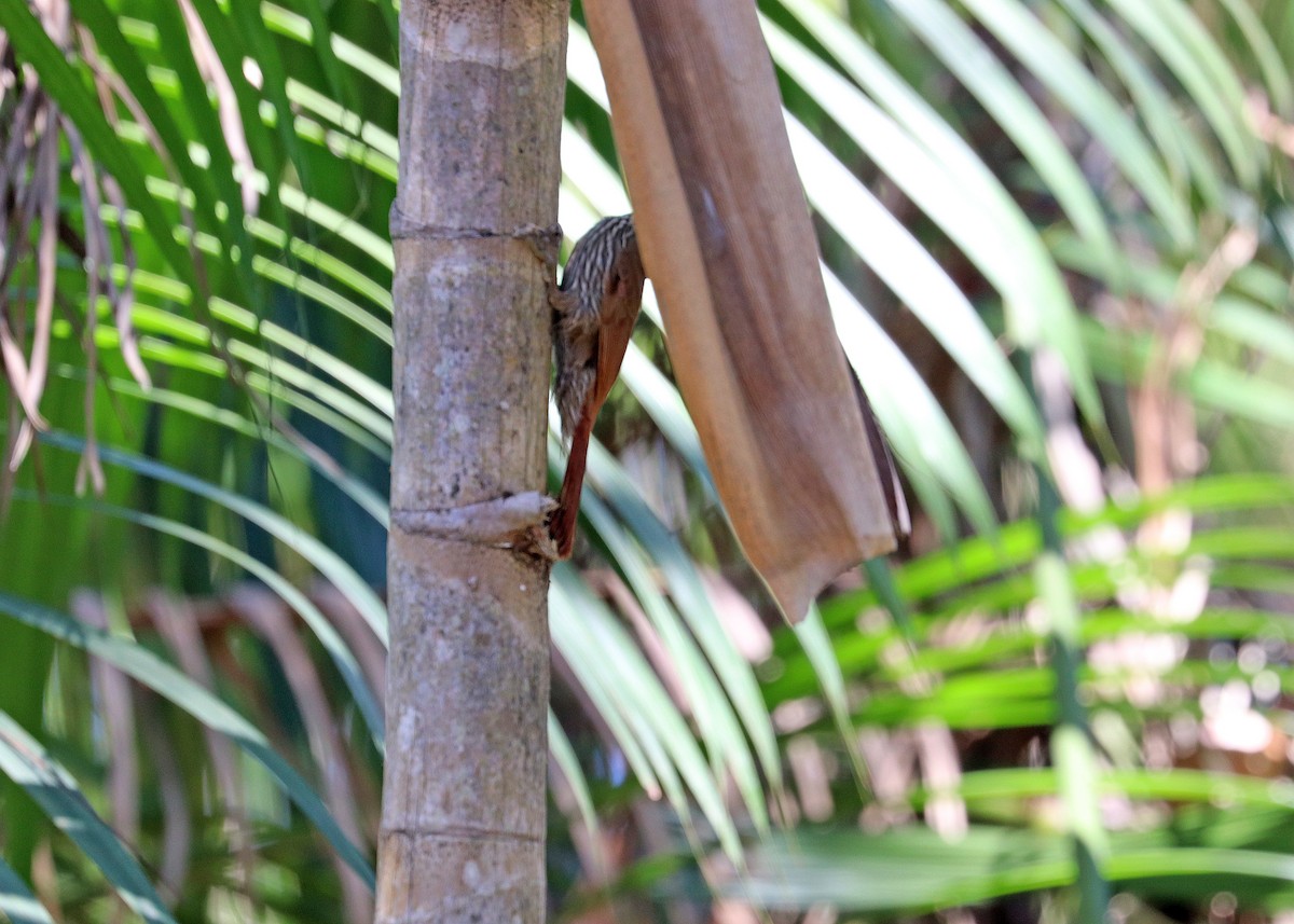 Dusky-capped Woodcreeper - ML645033245