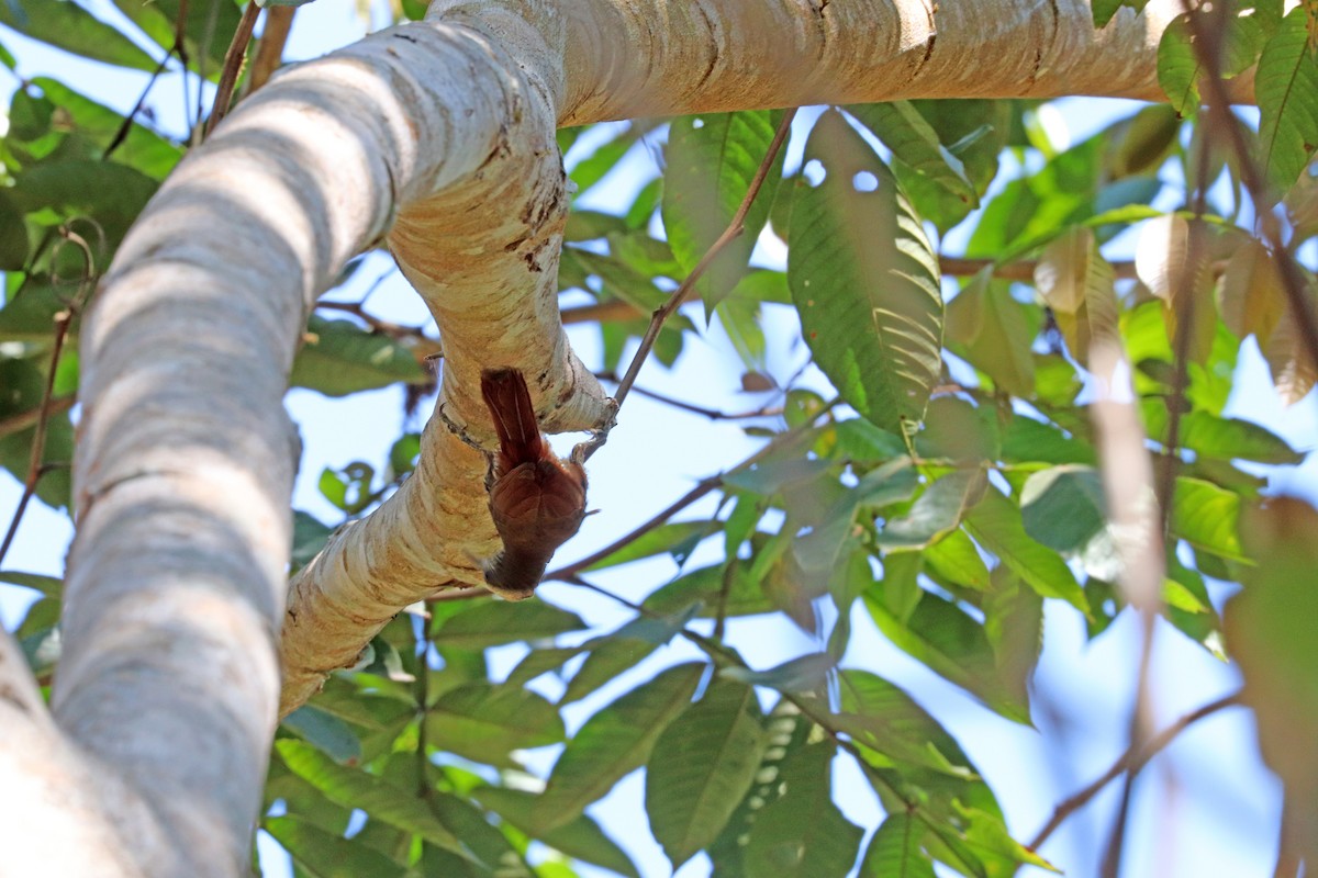 Dusky-capped Woodcreeper - ML645033246