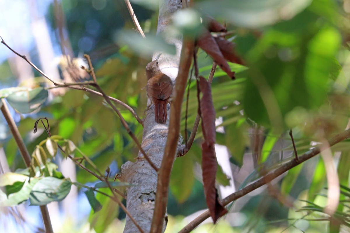 Dusky-capped Woodcreeper - ML645033247