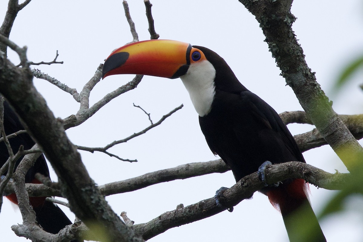 Toco Toucan - ML645033252