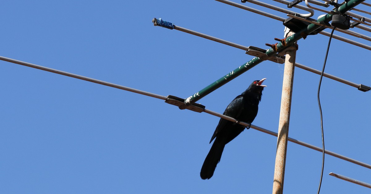 Pacific Koel - ML645033259