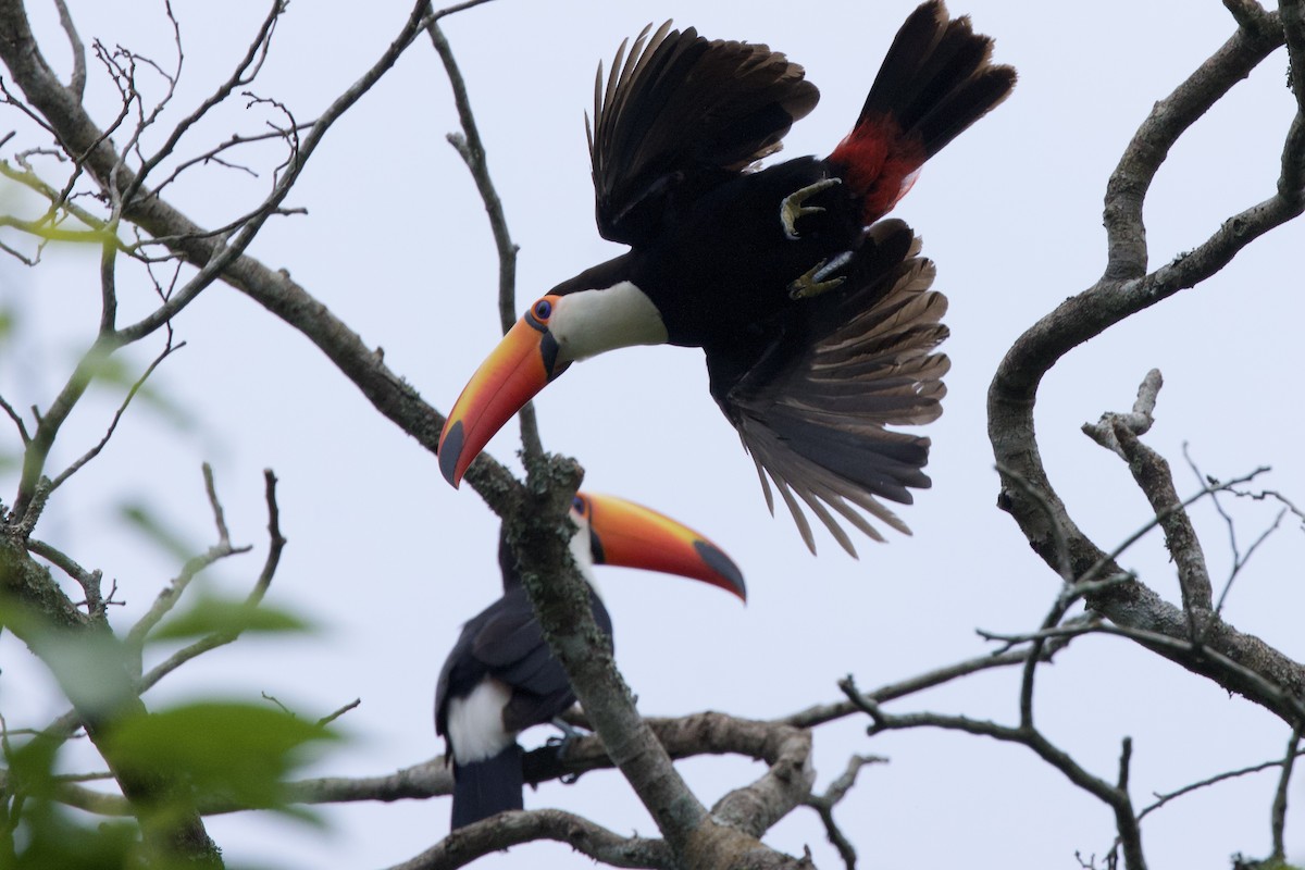 Toco Toucan - ML645033266