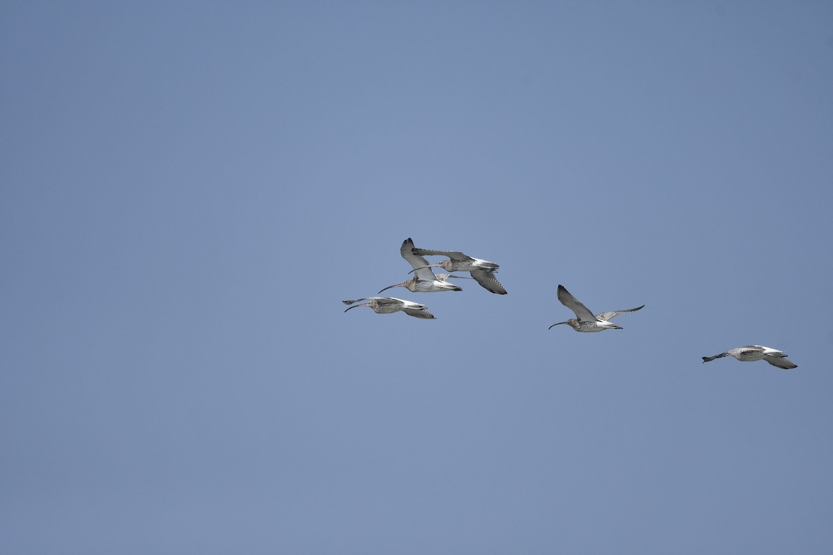 Eurasian Curlew - ML645033268