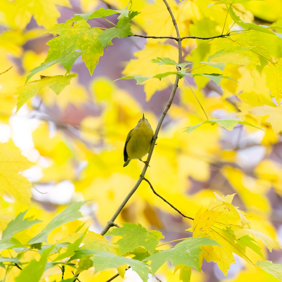 Nashville Warbler - ML645033270