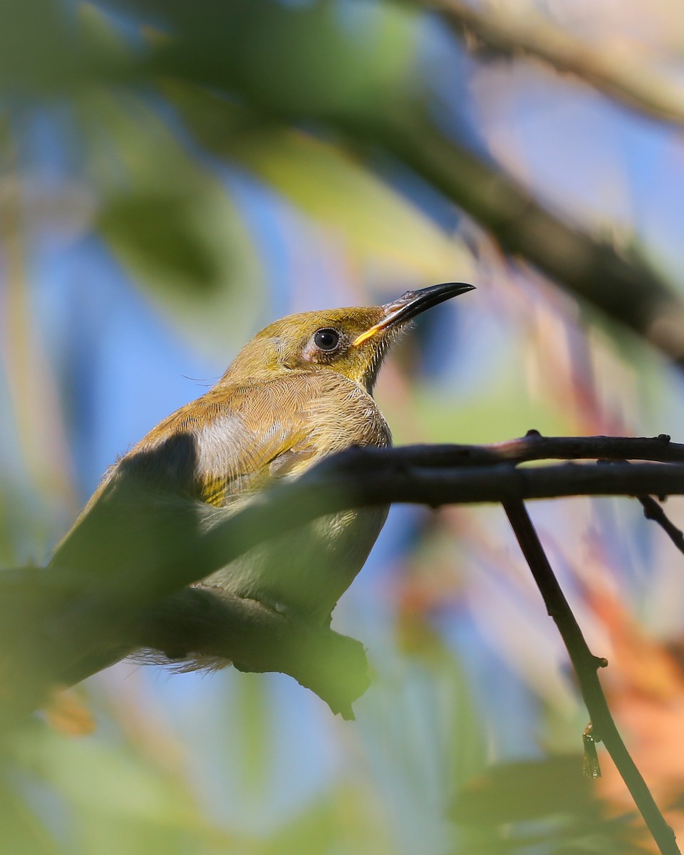Brown Honeyeater - ML645033286