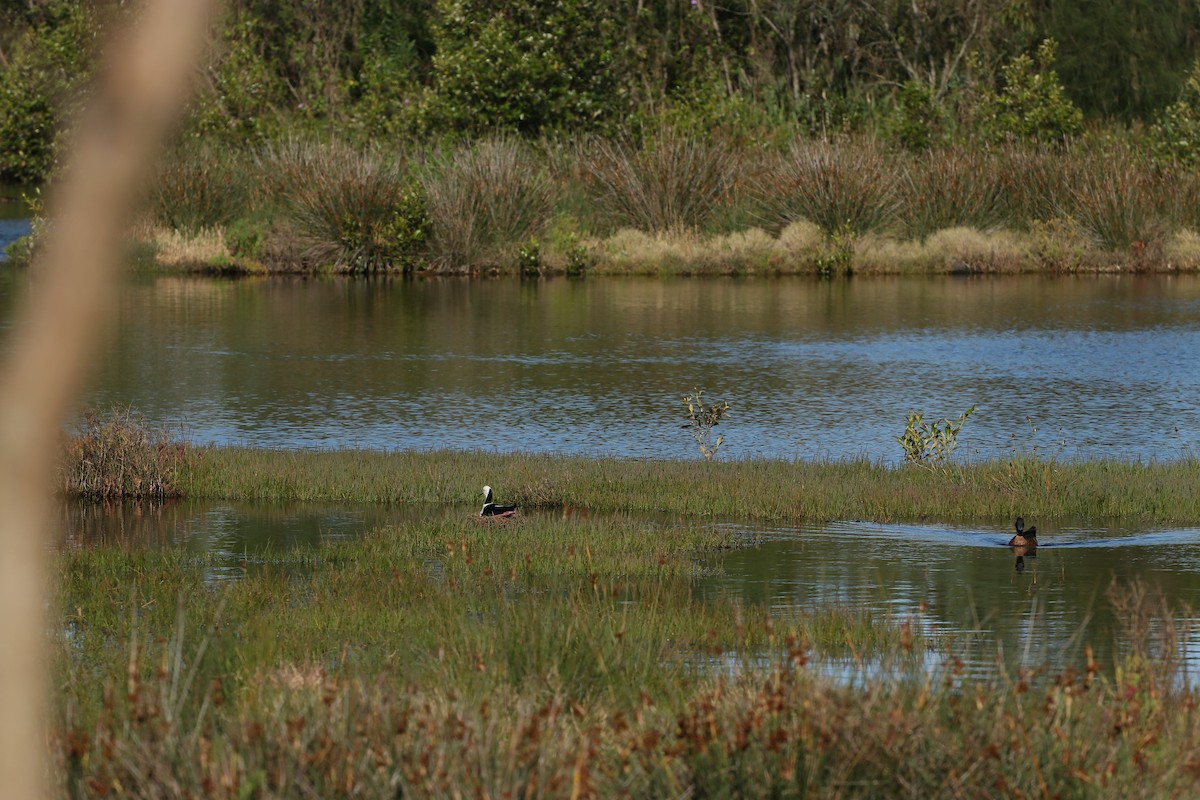 Pied Stilt - ML645033299