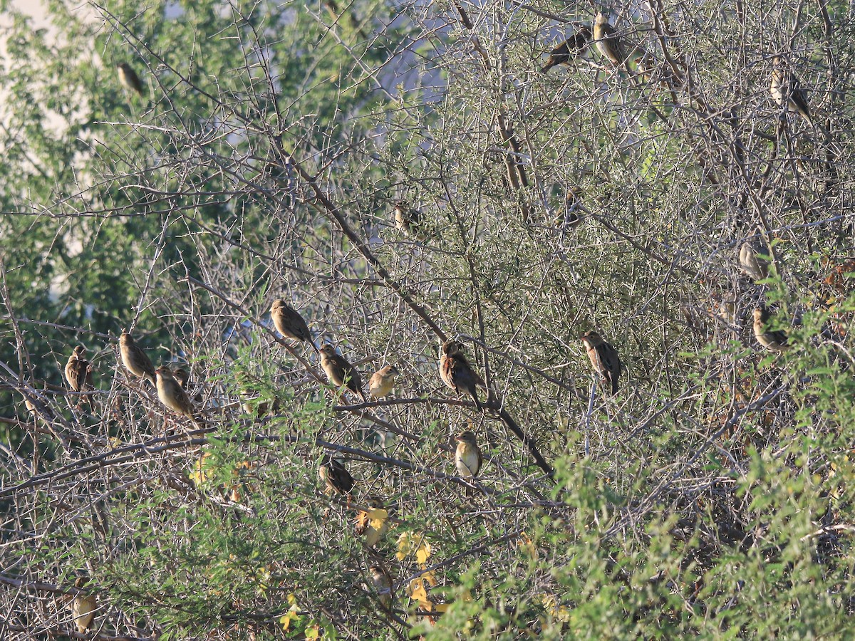 Dickcissel - ML645033310
