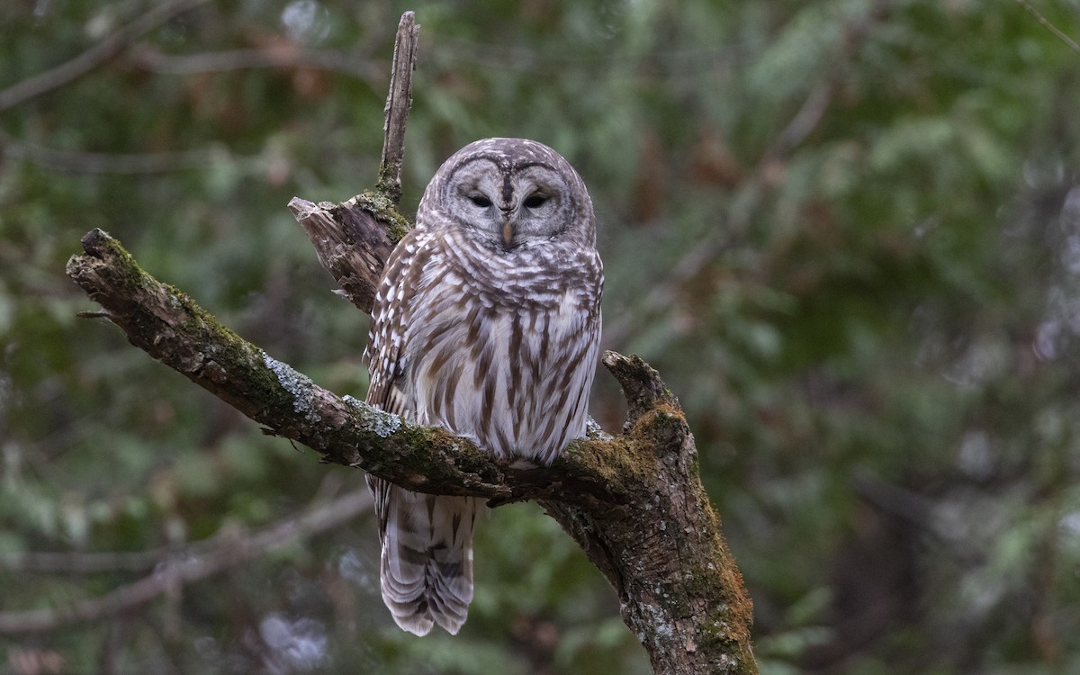 Barred Owl - ML645033311
