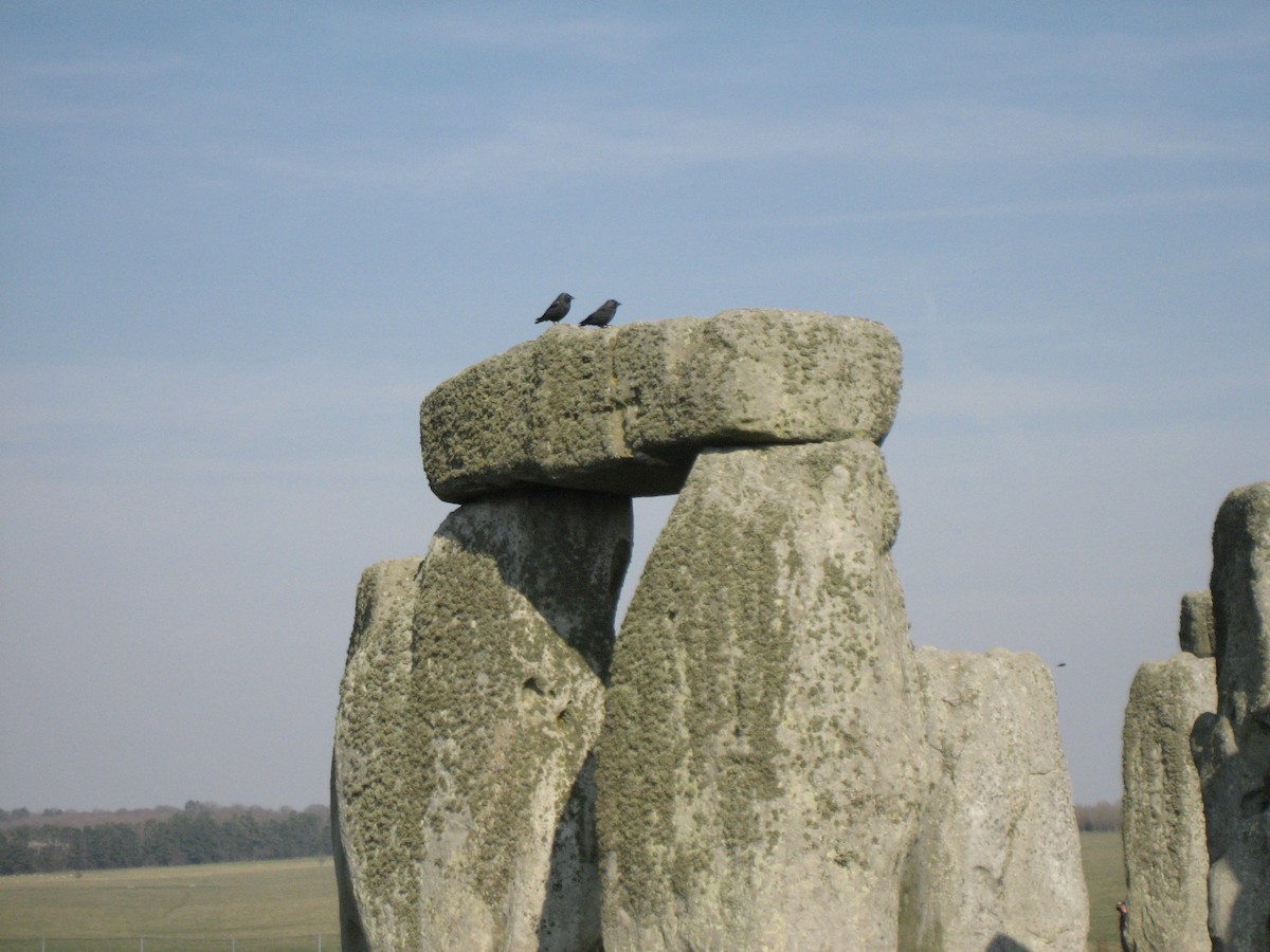 kavka obecná - ML645033320