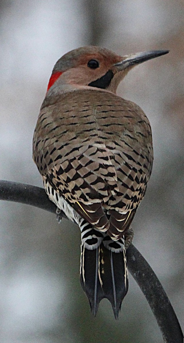 Northern Flicker (Yellow-shafted) - ML645033340