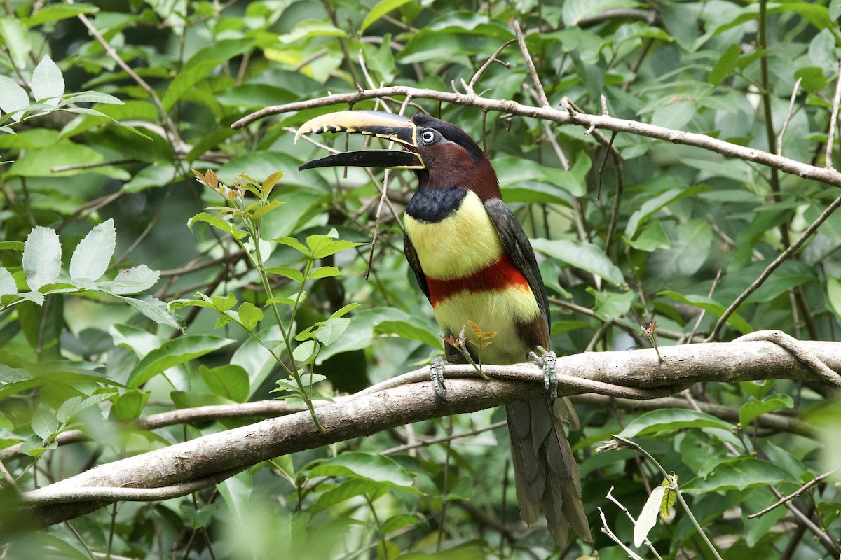 arassari hnědouchý - ML645033345