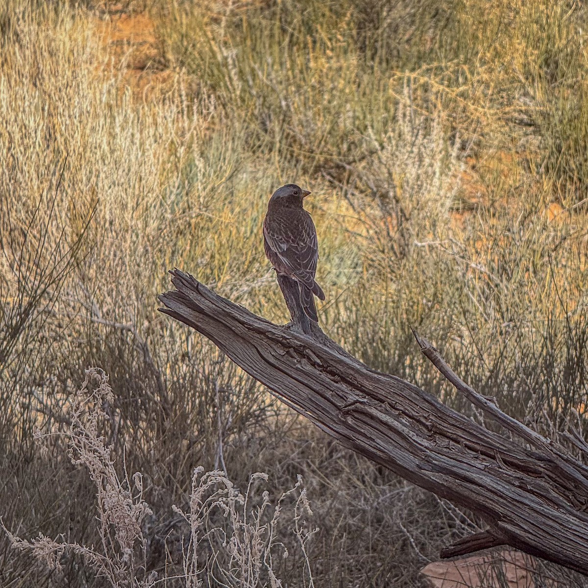 Gray-crowned Rosy-Finch - ML645033352