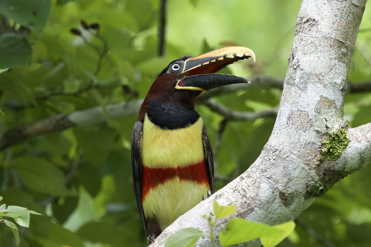 arassari hnědouchý - ML645033369