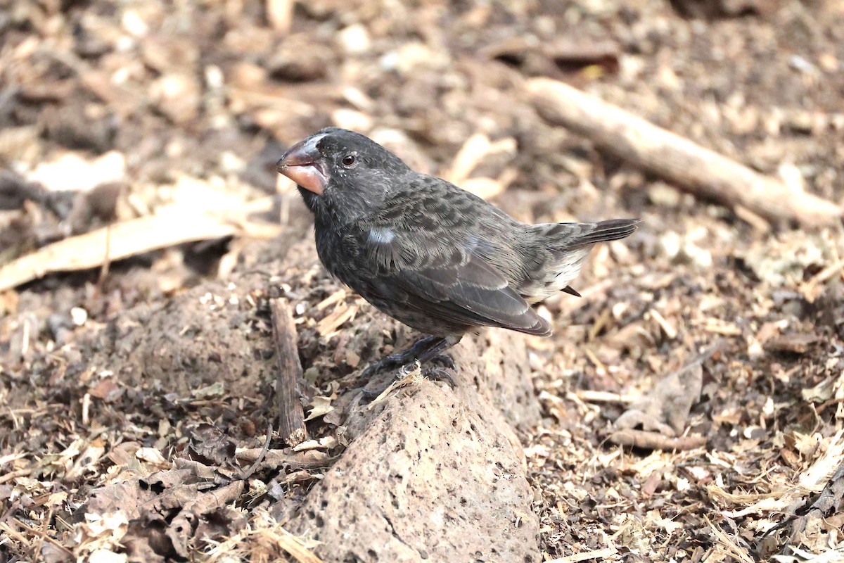 Large Ground-Finch - ML645033371