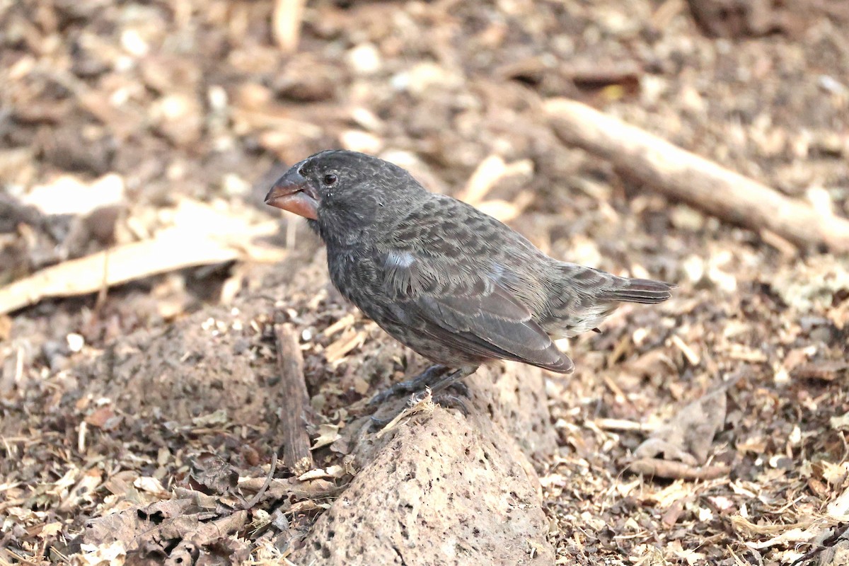 Large Ground-Finch - ML645033372