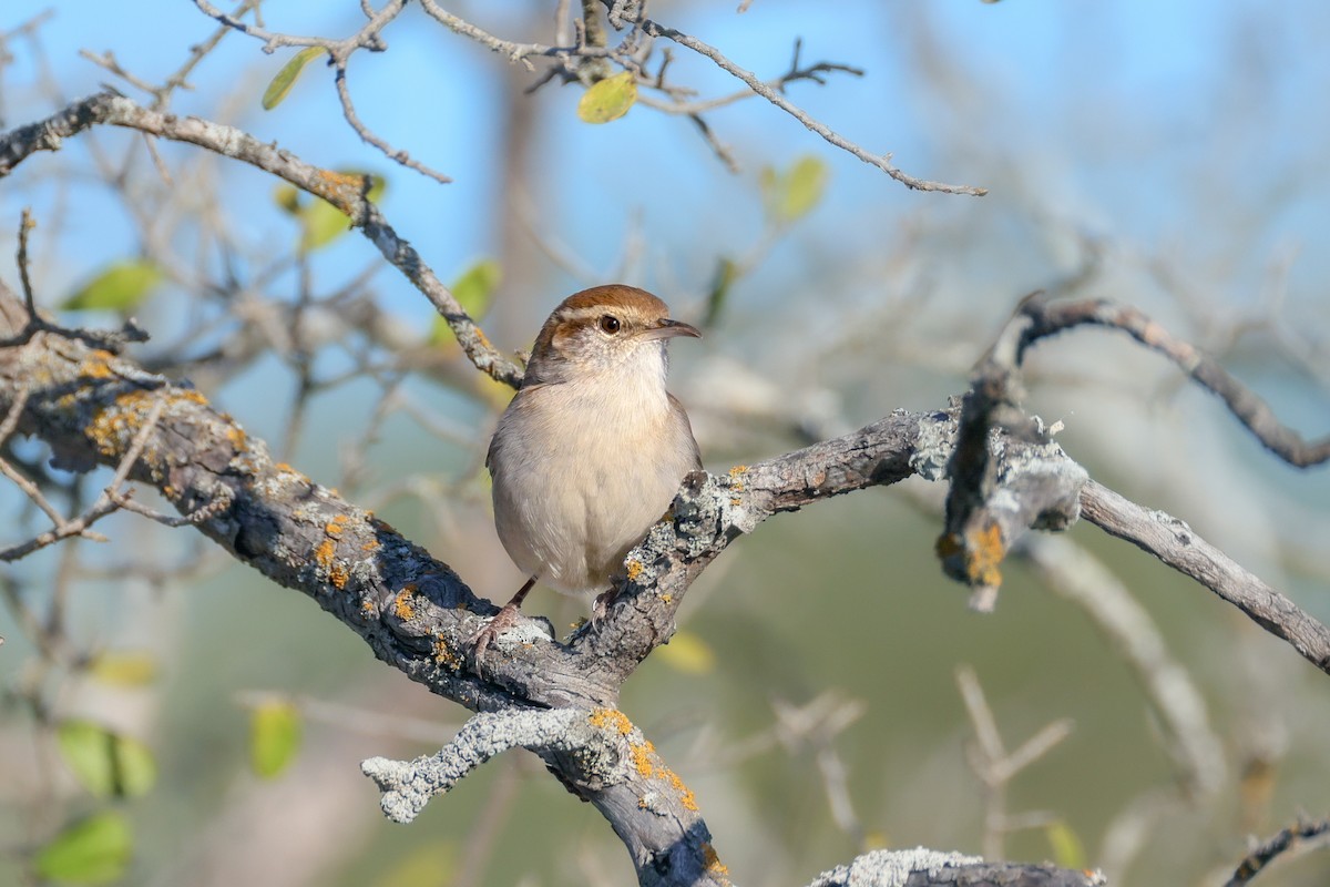 Підбуреник - ML645033381