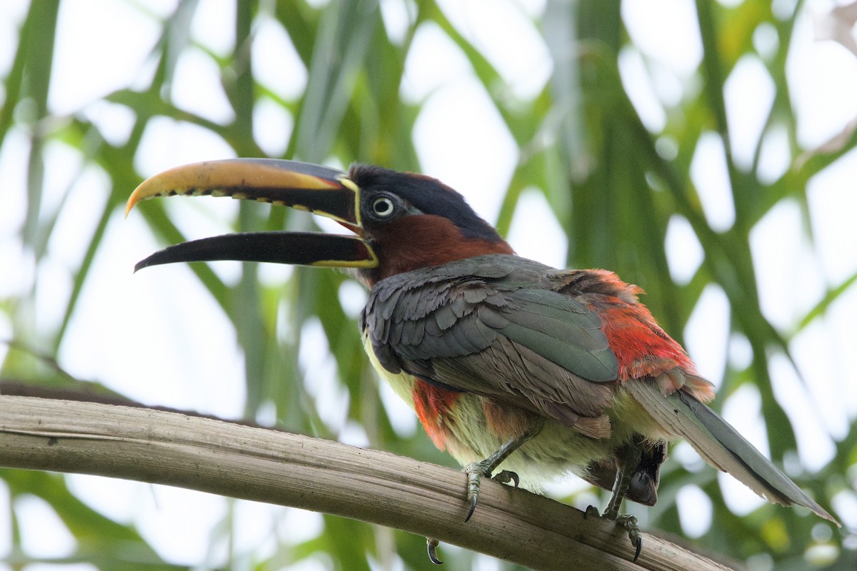 arassari hnědouchý - ML645033390