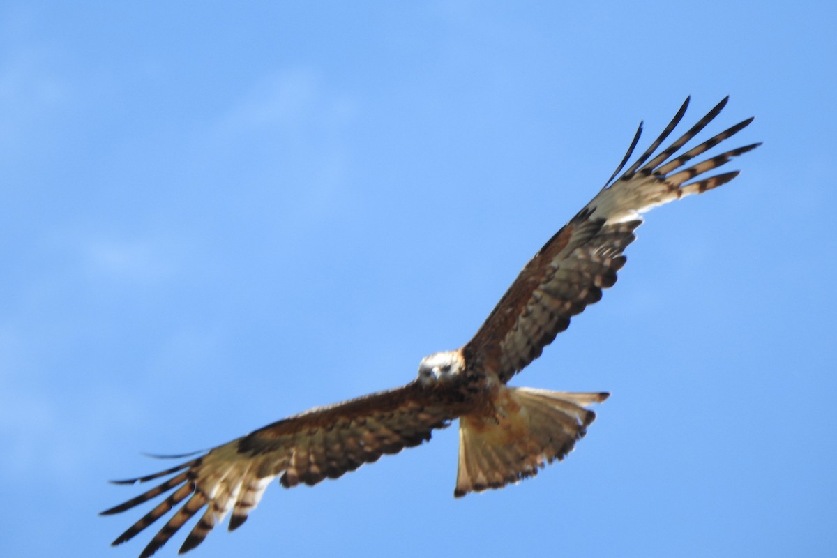 Square-tailed Kite - ML645033391