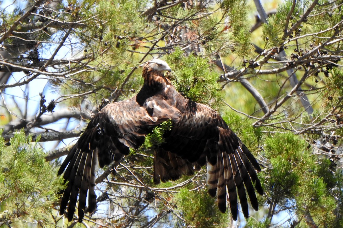 Square-tailed Kite - ML645033392