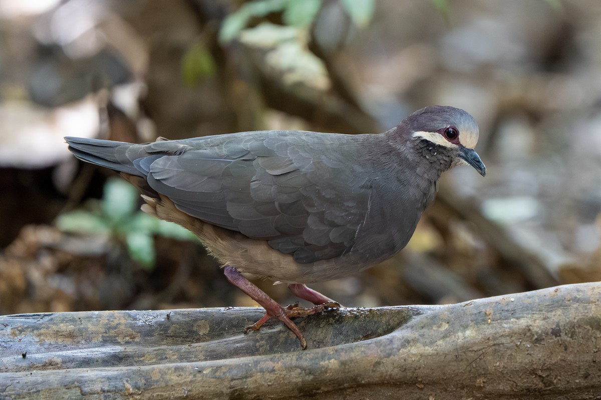 Olive-backed Quail-Dove - ML645033405