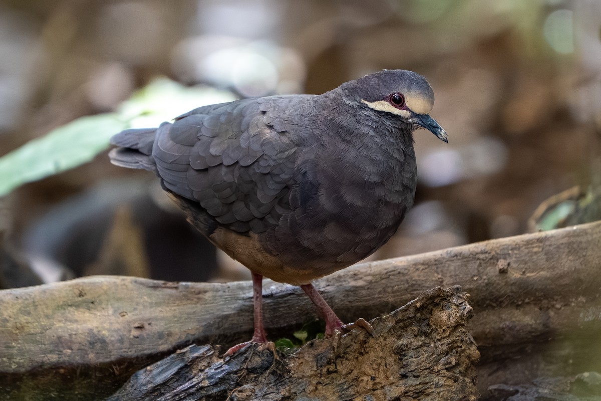 Olive-backed Quail-Dove - ML645033416