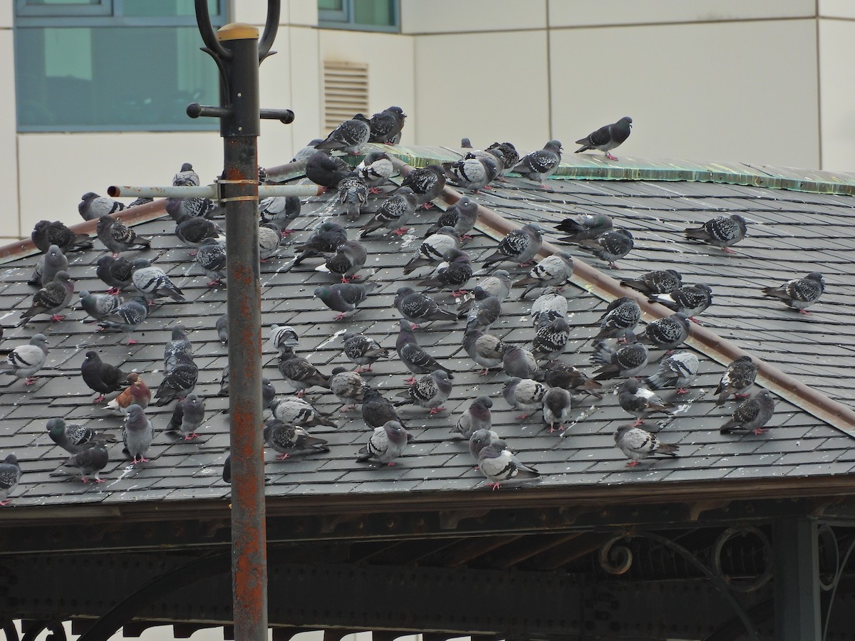 Haitz-usoa (etxekoa) - ML645033418