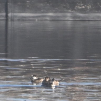 Schwarzkopf-Ruderente - ML645033420