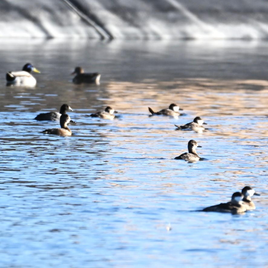 Schwarzkopf-Ruderente - ML645033421